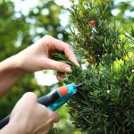 forming-a-hedge-of-yew-bushes-picture-id621861140