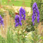 iron-hat-aconitum-napellus-picture-id1215769443