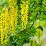 laburnum-picture-id495385921