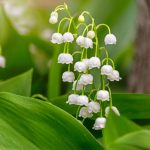 lily-of-the-valley-blooming-in-the-spring-forest-picture-id1214362306