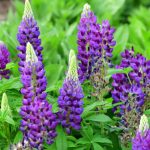 lupinus-polyphyllus-blue-lupine-flower-picture-id1173593612