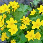 marsh-marigold-flowers-picture-id667552774