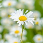 oxeye-daisies-in-a-springtime-meadow-picture-id690378820