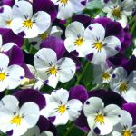 pansies-picture-id172794917