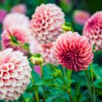 pink-dahlias-picture-id513204805