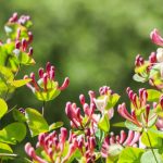 pink-honeysuckle-buds-and-flowers-in-the-garden-lonicera-etrusca-picture-id1253243244