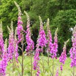pink-purple-wild-foxgloves-digitalis-purpurea-picture-id1153644007