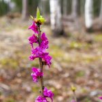 the-purple-flower-of-the-daphne-mezereum-picture-id1133608928