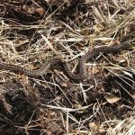 Hoggorm – oddvar980