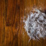 Large ball of dust and hair from sweeping on hard wood floor