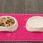 Dog food bowl and water