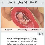 gravid