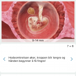 Babyverden app gravid
