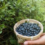 closeup-of-female-hand-with-a-bowl-of-blueberries-and-berries-growing-picture-id902974950