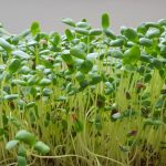 sprouted-vegetables-in-water-linseed-sprouts-picture-id540369286