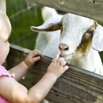 Petting Zoo Child and Goat